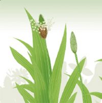 teebasispicsavada_03_08