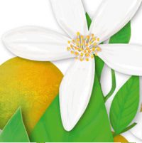 teebasispicsavada_03_11
