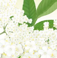 teebasispicsavada_03_19