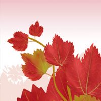 teebasispicsavada_03_21