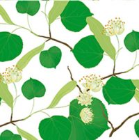 teebasispicsavada_03_26