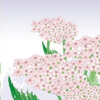 teebasispicsavada_03_28