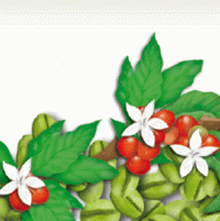 teebasispicsavada_03_29