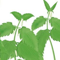 teebasispicsavada_03_30