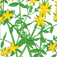 teebasispicsavada_03_31